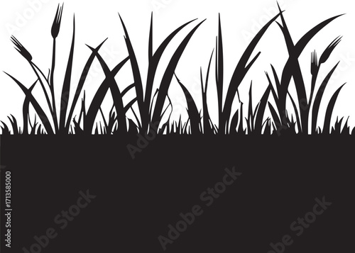 Silhouette of wild wheat grass field with tall stalks