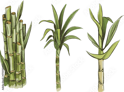 bamboo vector illustration