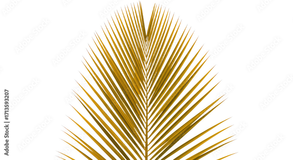 Fototapeta premium Golden Palm Leaf Detailed Closeup 1.