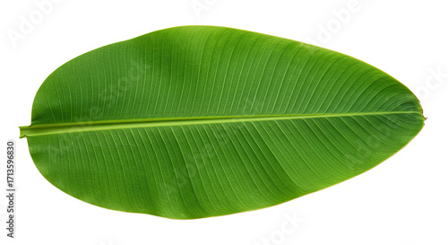 Large vibrant green banana leaf isolated 10.