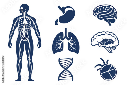 Anatomy of the human body vector set with various illustrations
