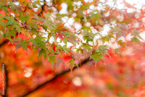 Closeup and crop the vibrant red and orange foliage of a Japanese maple tree in autumn season on bright sky background.