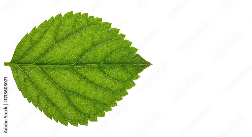 Fototapeta premium Single Green Leaf Detailed Closeup 1.