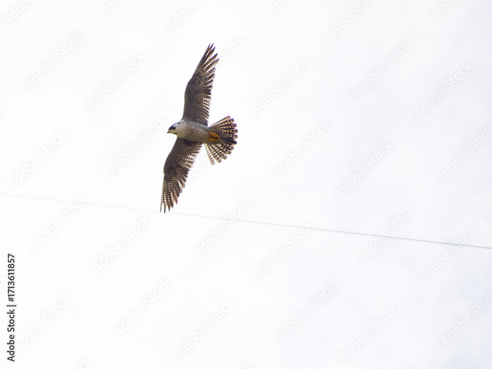 Obraz premium A male peregrine falcon flies away from its nest to chase away predators that have invaded its breeding territory (hyper-zooming shot) / 繁殖域に侵入した外敵を追い払うために巣から飛び立ったハヤブサの雄 (超望遠ズーム撮影)
