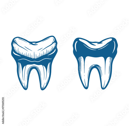 Hand drawn illustration of two molar teeth in a vintage style isolated on white background