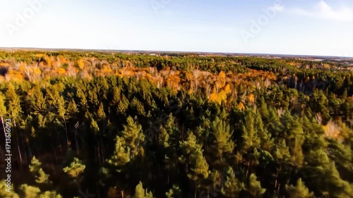Aerial view of mixed forest, autumn colors near green conifers under a light blue sky