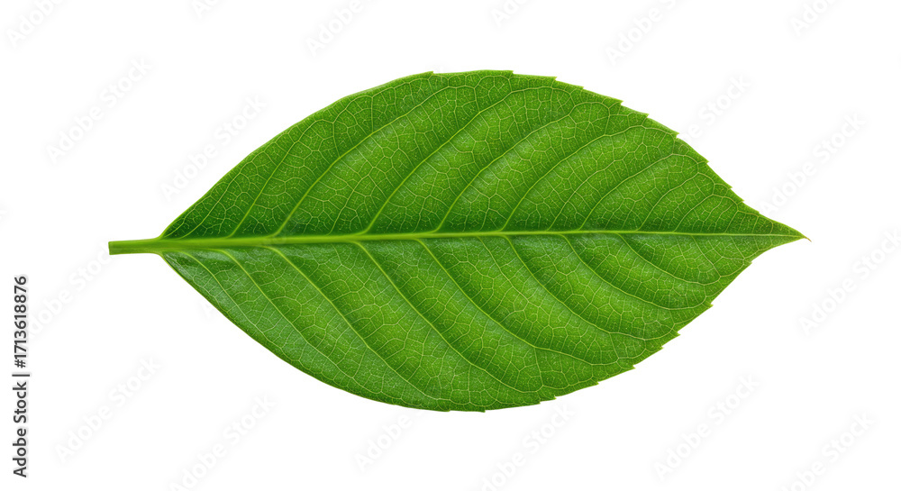 Obraz premium Single vibrant green leaf isolated on white 1.