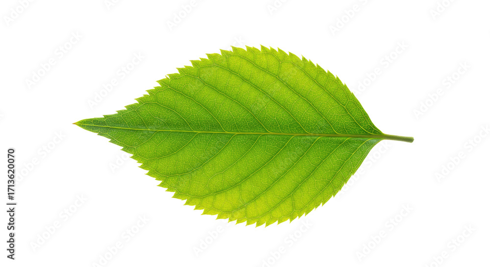 Obraz premium Single vibrant green leaf isolated on white 12.