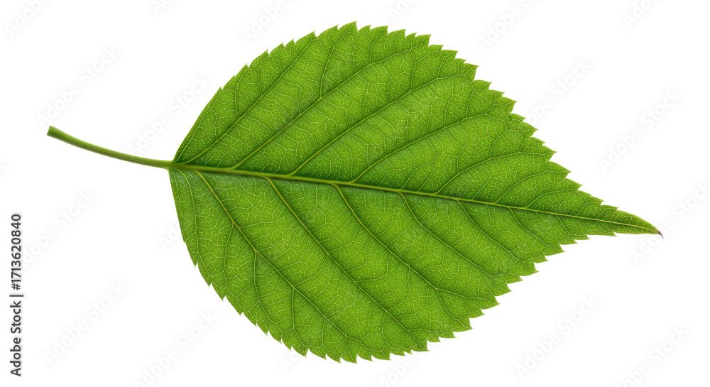 Fototapeta premium Single vibrant green leaf with serrated edges 3.