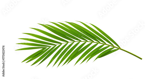 Single vibrant green palm frond isolated 5.