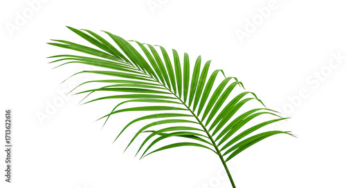 Single vibrant green palm frond isolated 7.