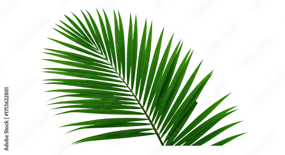 Obraz premium Single vibrant green palm leaf frond.