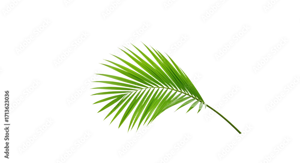 Fototapeta premium Single vibrant green palm leaf isolated 4.