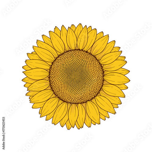 A beautiful bright yellow sunflower with a detailed textured center and radiating petals on a white background.