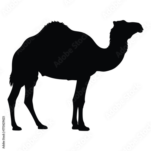 Silhouette of a dromedary camel standing profile view desert animal