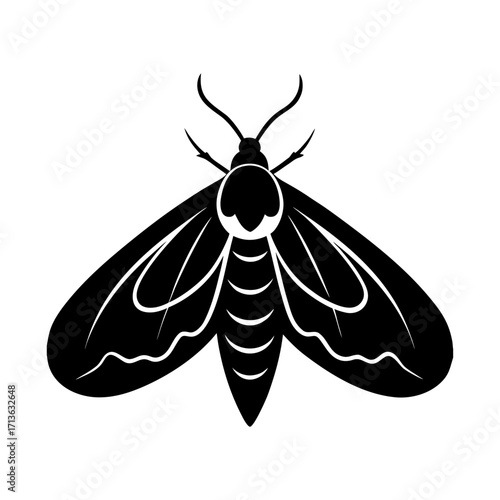 Hepialid Moth Caterpillar