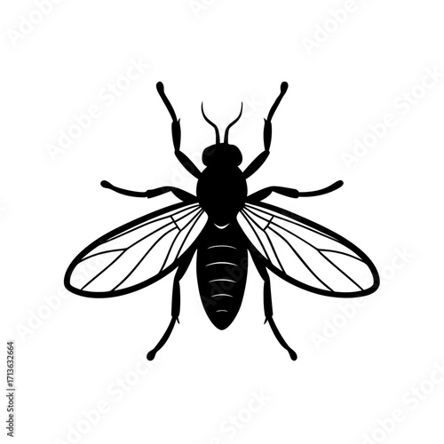 Hessian Fly Pest