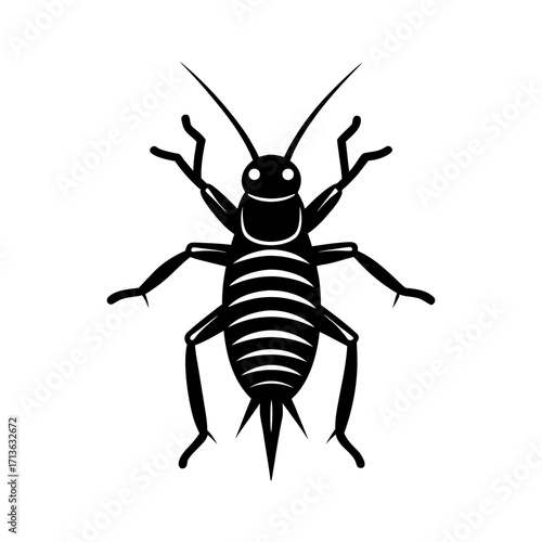 Jerusalem Cricket Large