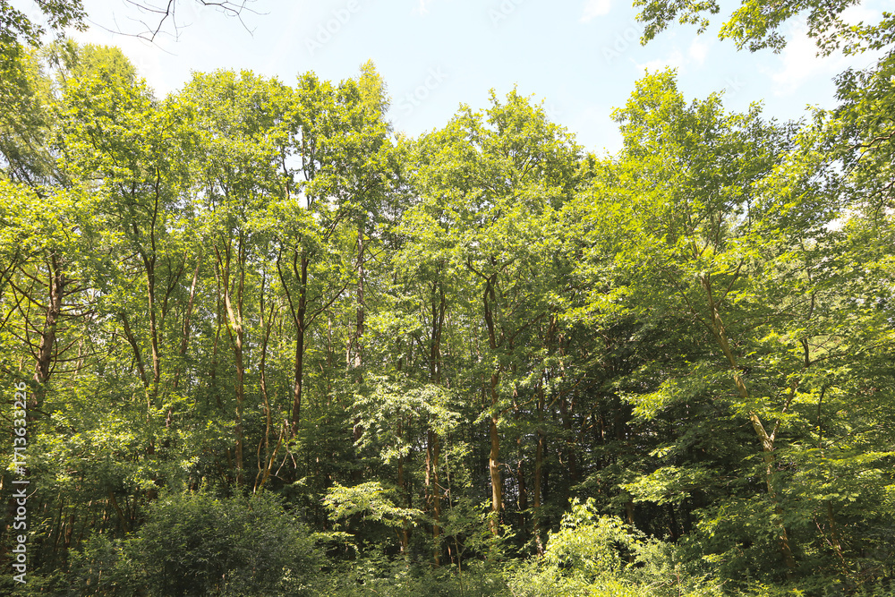 Fototapeta premium A view from below of a dense forest canopy, where tall trees form a continuous green carpet against a light sky. The photograph conveys a sense of height and the majesty of nature, creating an immersi