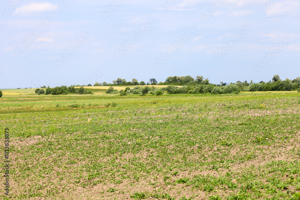 Fototapeta premium A wide field with young sprouts stretches to the horizon, filling the atmosphere with a sense of spaciousness. A distant row of trees separating the cultivated land from the green meadows adds depth t