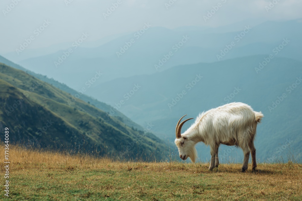 Fototapeta premium White Goat Grazing on Verdant Grass with Mountain Backdrop