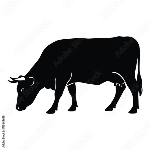 Silhouette of a cow grazing with its head down side view silhouette of livestock animal