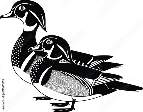 Two wood ducks standing together wildlife nature bird animal duo duo flock