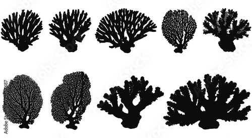 Black and white illustration of various branching coral formations displayed neatly