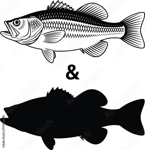Detailed bass fish sketch and silhouette two fishing icons representing angling sport