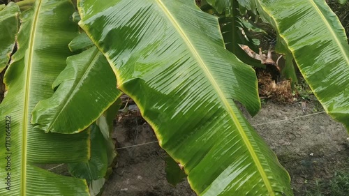 Rain falling on banana leaves, with water drops, the natural thing when it rains is always true.