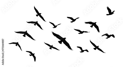 A flock of silhouetted birds in flight across a white background