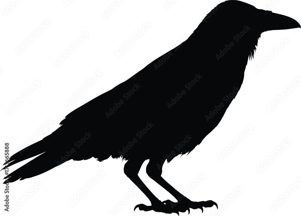 Fototapeta premium F-Caw-F SVG, Funny Crow SVG, Black Bird Shirt