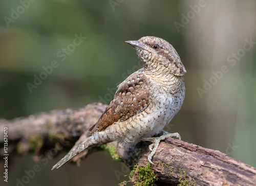 Eurasian wryneck, Jynx torquilla. A bird sits on a beautiful branch