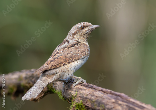 Canvastavla Eurasian wryneck, Jynx torquilla