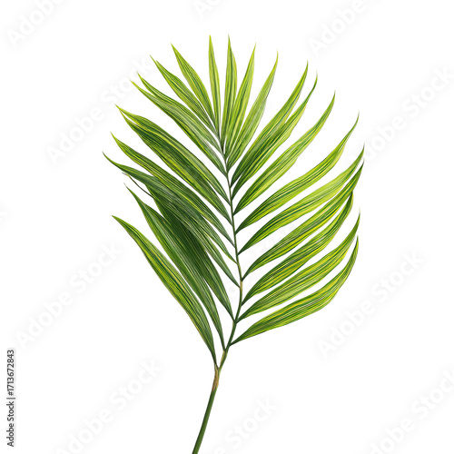 Vibrant palm leaf, detailed illustration