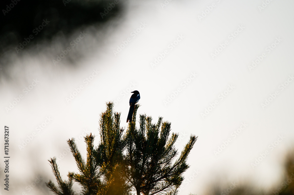 Obraz premium Silhouette of a Eurasian magpie perched on a pine tip against a pale sunset sky, warm foreground bokeh and soft backlight.