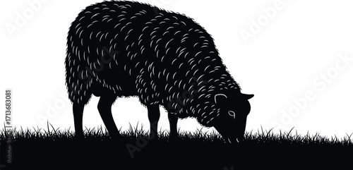 Silhouette of a Grazing Sheep, Farm Animal in Monochrome, Livestock
