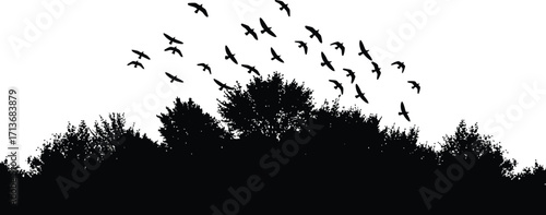 Silhouette of Birds Flying Above Trees, Freedom and Nature Concept