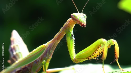 Close-up of a vibrant green mantis