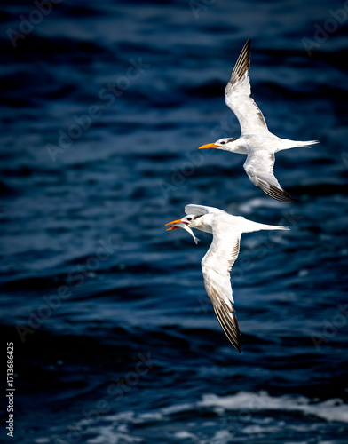 Canvas Print Two royal terns in up close flight coming in for a landing with fish at La Jolla