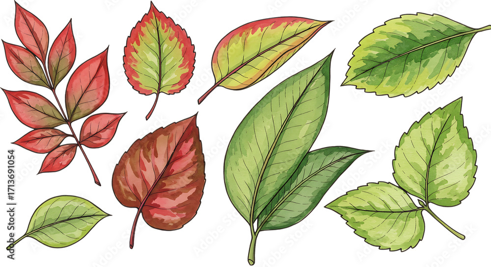 Fototapeta premium Collection of autumn leaves in various colors isolated on transparent background