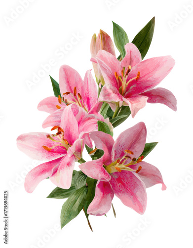 Lively pink lilies nature garden floral vibrant greenery isolated on transparent background