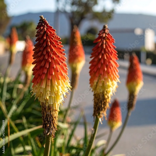 Striking red and yellow flowers