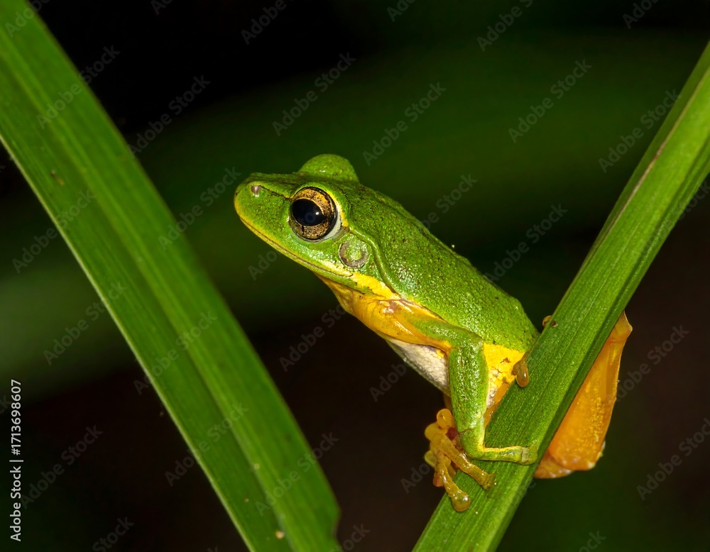 Obraz premium Small green frog on grass