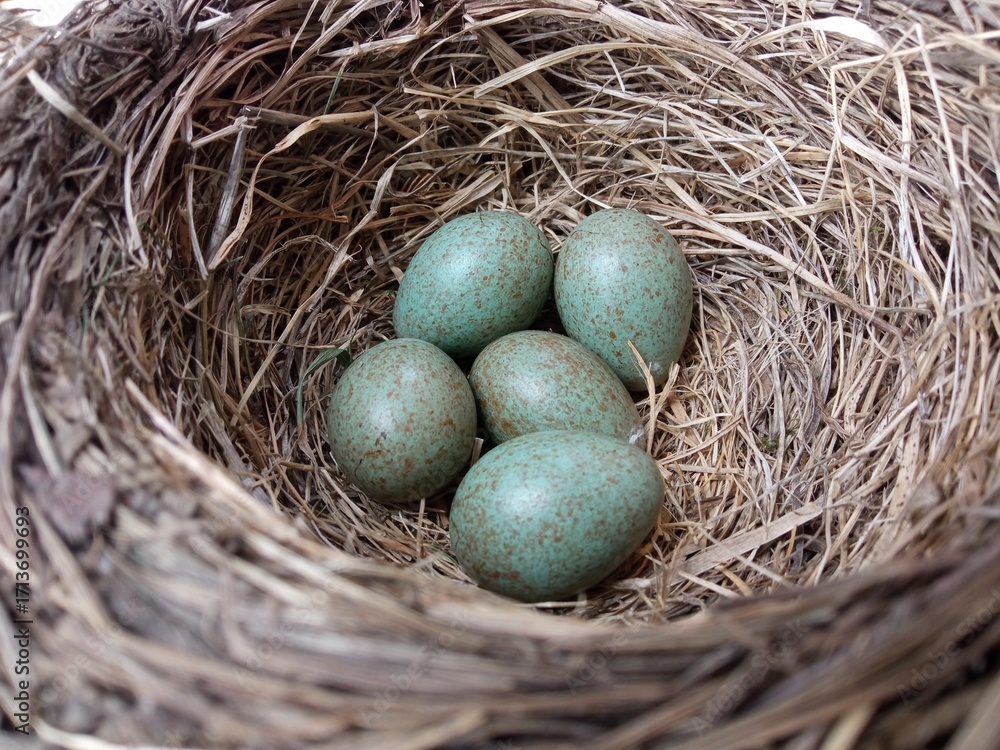 Obraz premium Nest of the fieldfare (Turdus pilaris) with five eggs.