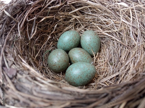 Nest of the fieldfare (Turdus pilaris) with five eggs.