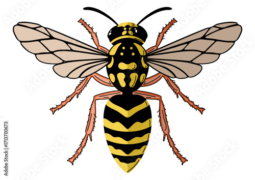 Paper wasp insect. Yellow and black striped body. Danger bug predator, beneficial insect that destroys garden pests. For nature, pest control, and biology study.