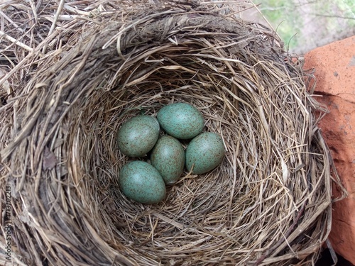 Nest of the fieldfare (Turdus pilaris) with five eggs.