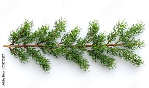 Green pine branch against white background