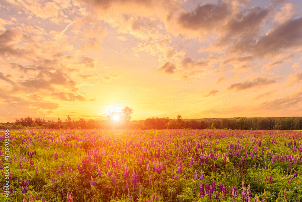 Obraz premium Purple lupine flowers field with green grass at sunset or sunrise. Wild lupine blooming meadow. Open air rural landscape.